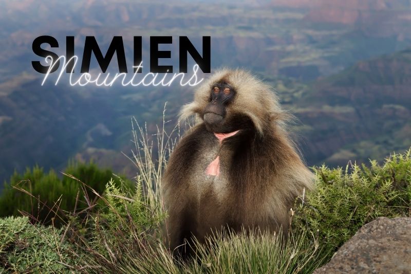How to Make the Most of Your Trip to Simien Mountains National Park