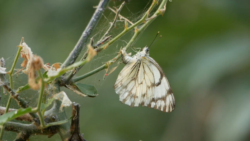 close-up of a white and brown butterfly caught in a spider web on a leafy branch, set against a blurred green background, highlighting the delicate interaction between nature's creatures.