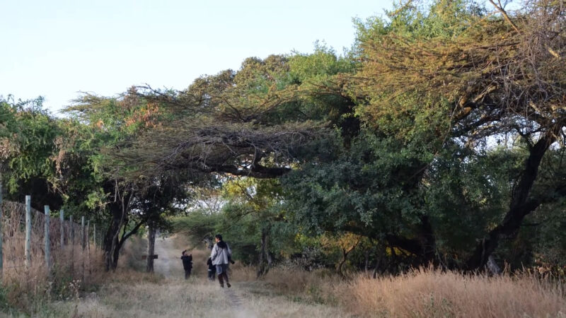 Ecology and Wildlife at Abijatta-Shalla Lakes National Park - Flora