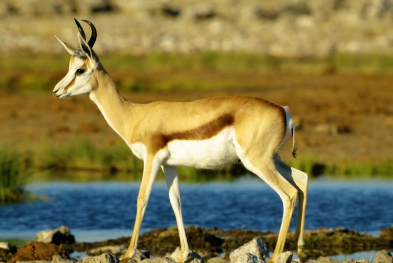 Ethiopia top national parks