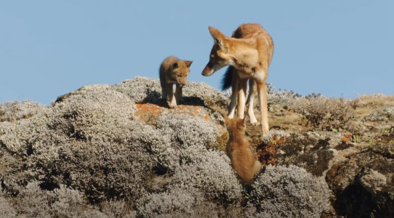 Ethiopian national parks guide