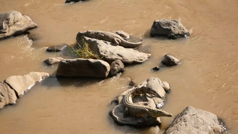 Filwoha - Awash National Park