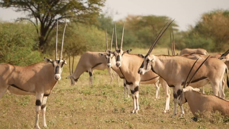 Oryx Watching in the Awash National Park