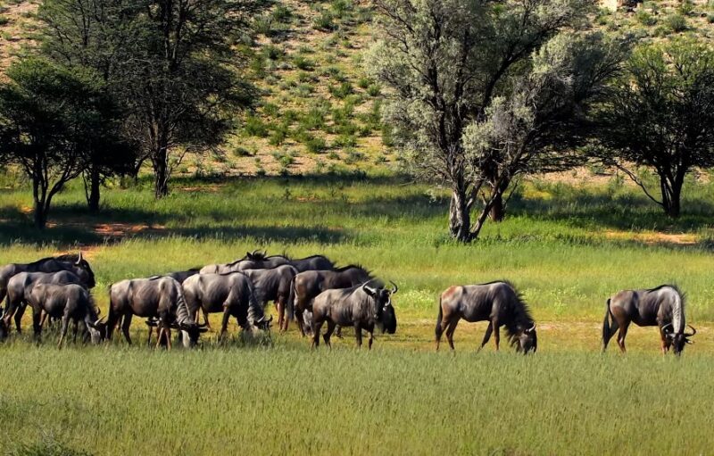 Top Ethiopian national parks