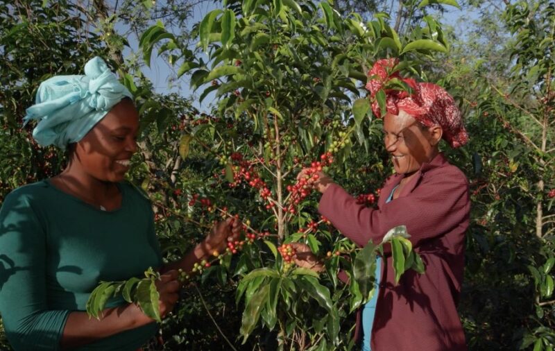 Ethiopian heritage and traditions