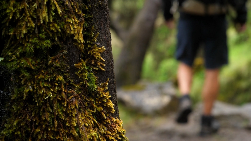 A Hiker Walks Past a Moss-Covered Tree in The Ethiopian Mountains